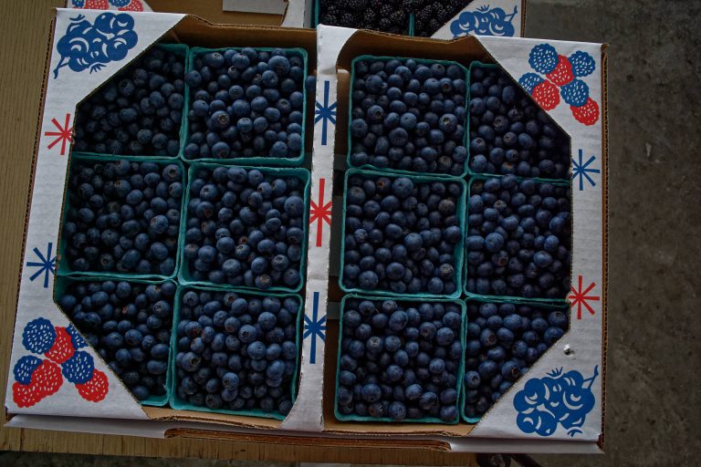 Plowboy Produce Auction Amish of Ethridge