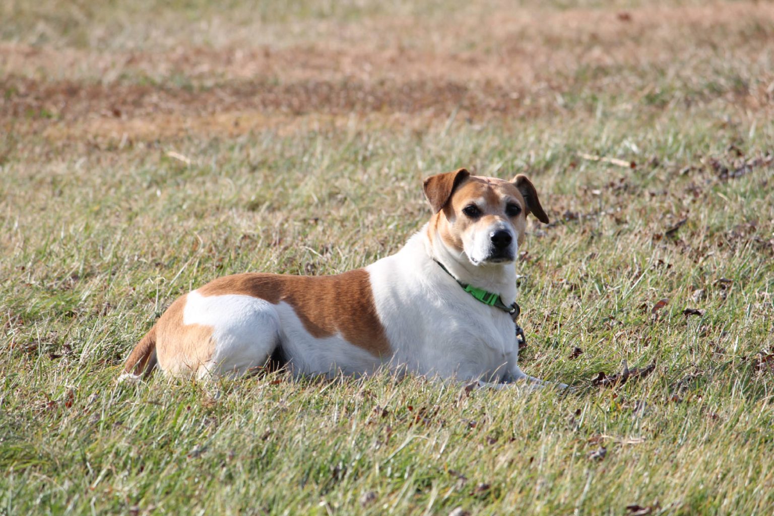 The Amish Best Friend, The Dog Amish of Ethridge